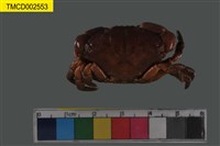 藏品(皺紋團扇蟹)的圖片